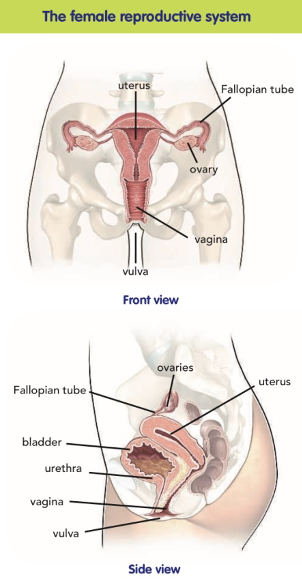 Aparato Reproductor Femenino