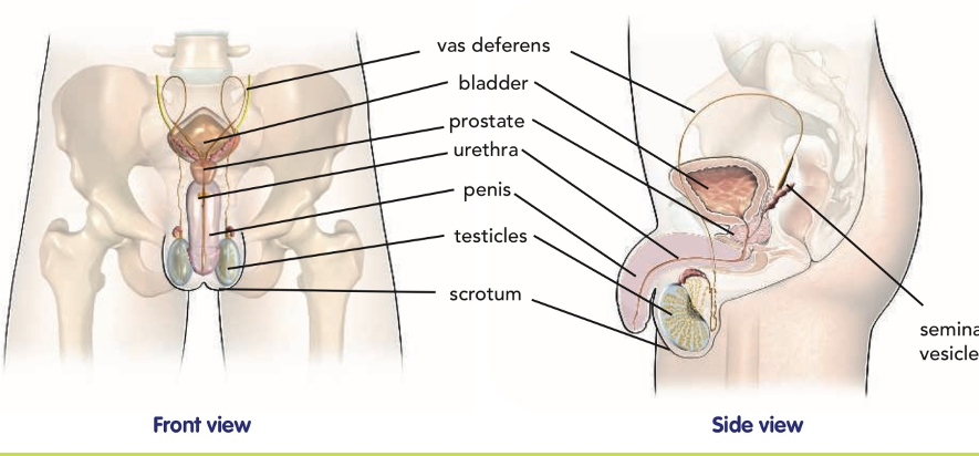 Aparato Reproductor Masculino