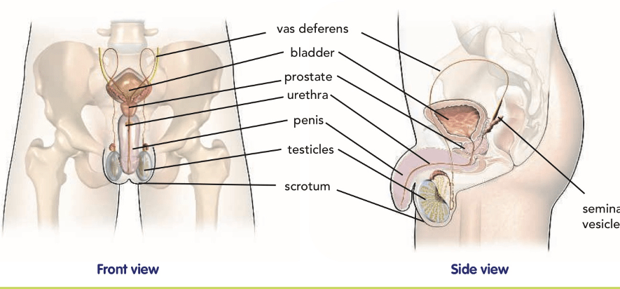 Aparato Reproductor Masculino